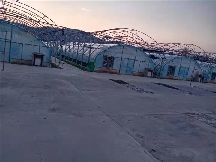 渭南吊篮瓜 