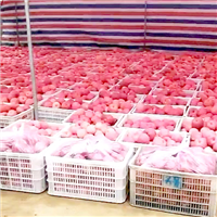 冰糖心苹果山西销量过百**