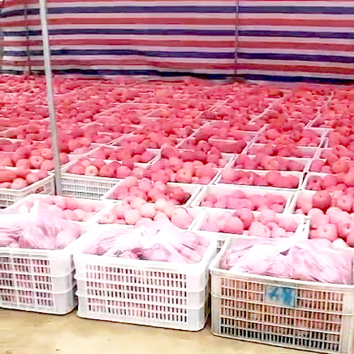 冰糖心苹果山西销量过百** 