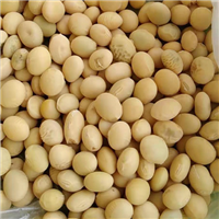 农家五谷杂粮手工挑选颗粒饱满大黄豆 