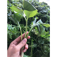 老边沟农家院价格
