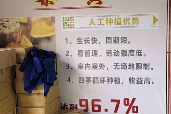 泸州桑黄种植条件 