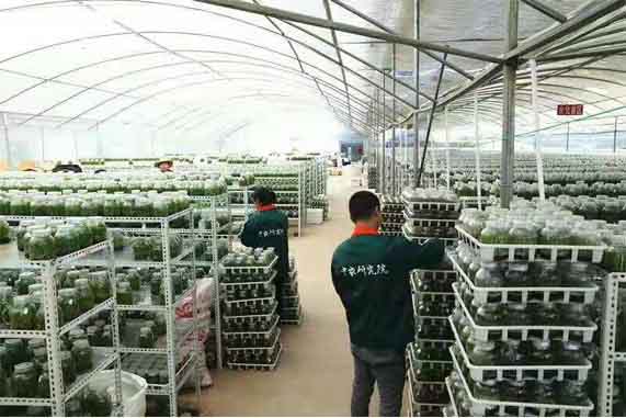 云南桑黄种植技术培训 