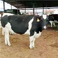 生态养殖场肉牛奶牛 