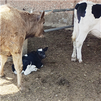 奶牛肉牛天然生态绿色健康营养多多 