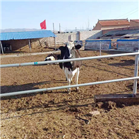 健康养殖放心购品种优良肉牛 