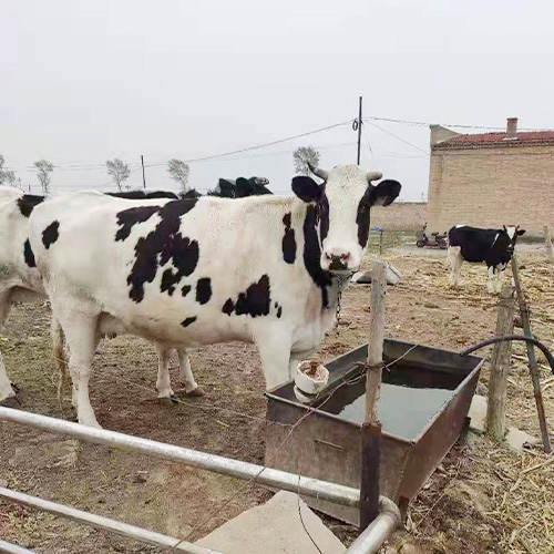 畜牧养殖场**养殖肉牛奶牛 