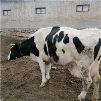 肉牛奶牛生态养殖绿色健康 