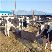 专业养殖肉牛奶牛生态养殖绿色天然 