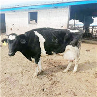 绿色养殖场奶牛肉牛专业饲养 