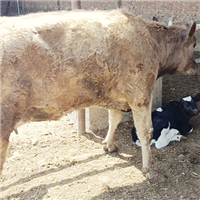 专业养殖肉牛奶牛健康牛好牛天然生态 