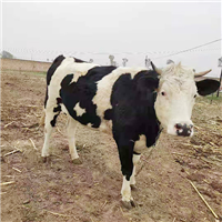 牧农畜牧养殖基地肉牛养殖 