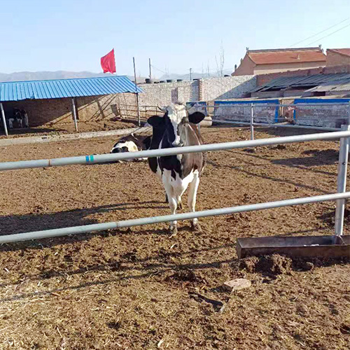 健康养殖放心购品种优良肉牛 