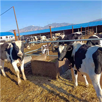 专业养殖肉牛奶牛天然 
