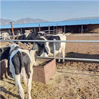 草原自然放养大规模养殖牧场肉牛 