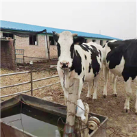 正规养殖纯种健康放心诚信肉牛 