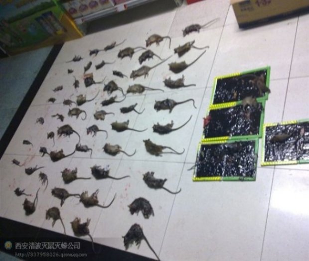 平凉食品厂灭鼠灭蟑螂