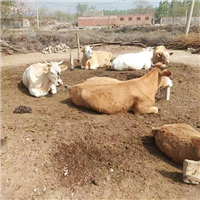 **牛生态养殖 