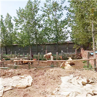 专业养殖肉牛生态养殖绿色 
