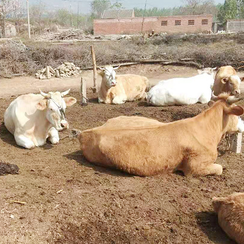 肉牛天然生态营养多多 