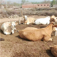 肉牛天然生态营养多多 