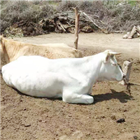 正规天然养殖生态肉牛农家养殖 