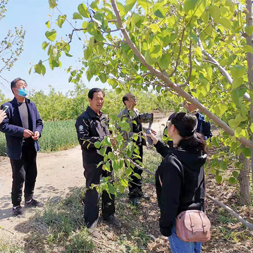 麻香扑鼻特级花椒现采摘 