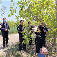 麻香扑鼻特级花椒现采摘 