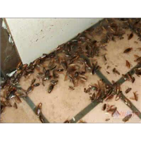 福州灭鼠、福州灭白蚁、福州灭蟑螂