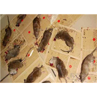 福州灭鼠、福州灭白蚁
