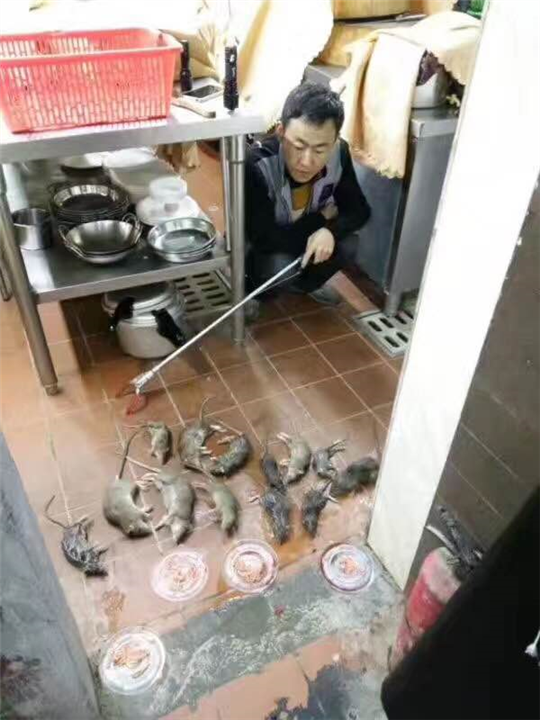福州灭白蚁、福州灭蟑螂、福州杀虫 