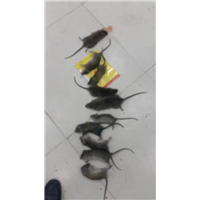 福清灭鼠、福清灭白蚁 