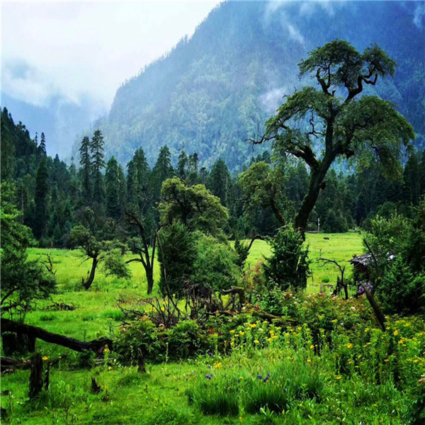 林芝旅游团电话多少