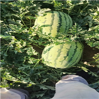宁夏西瓜a金城五号西瓜产地 