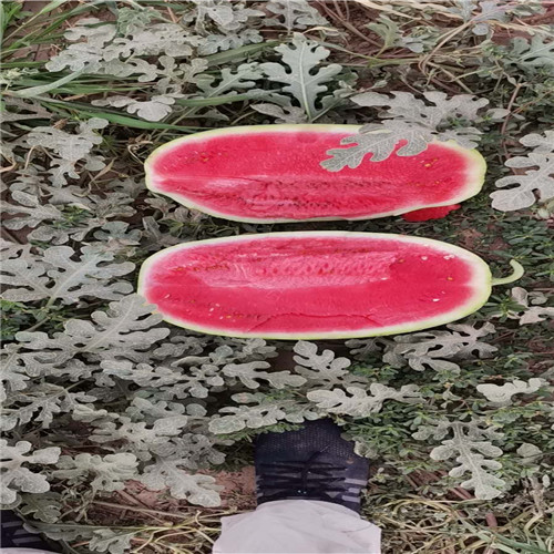 湖南西瓜代办 