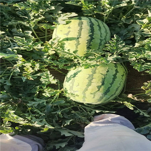 宁夏西瓜a金城五号西瓜产地 