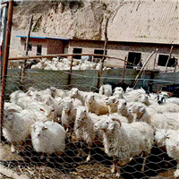 羊肉肉羊现杀**养殖 