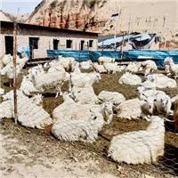 肉质鲜嫩营养价值高新鲜肉羊 
