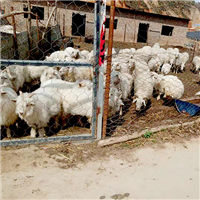 羊肉新鲜冷冻专业养殖 