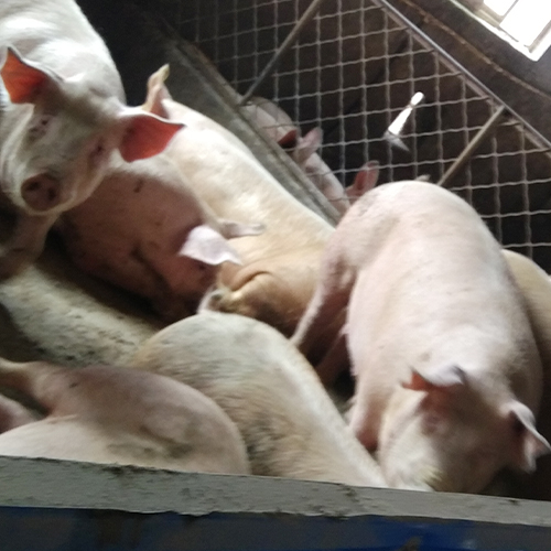 专业养殖肉猪生态养殖健康肉肥 