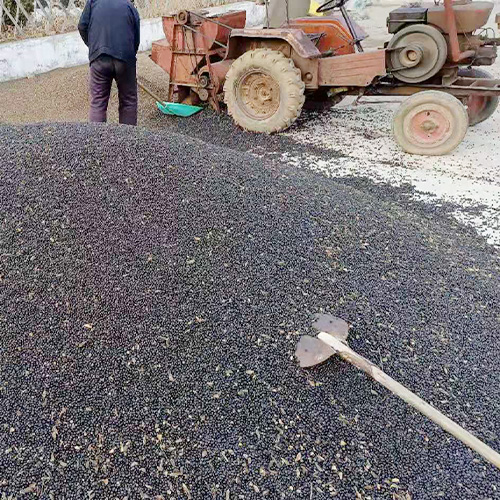 中药材专业栽培种植常见药材 
