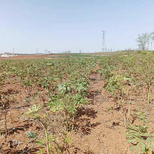中药材栽培种植技术 