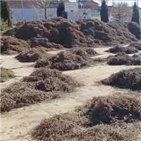精选无疏地道药材专业种植各种中药材 