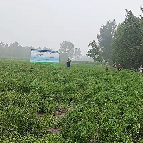 专业种植赤焰辣椒天然生态 