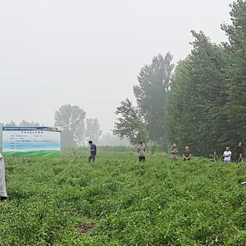 专业种植赤焰辣椒生态自然健康营养 