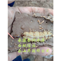 乐山除白蚁