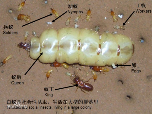 乐山除白蚁