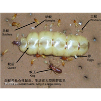 乐山除白蚁