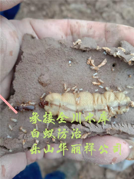 乐山除白蚁