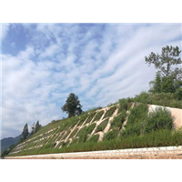 广东喷播植草队 